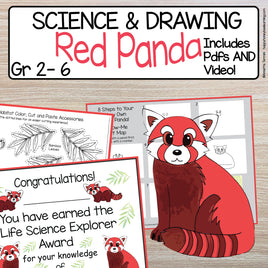 Your kids will love drawing and learning about the Red Panda!